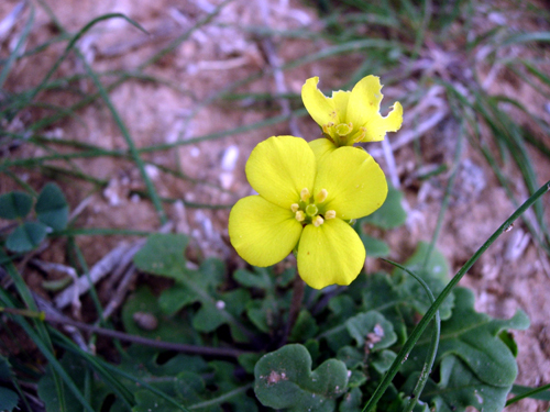 Diplotaxis scaposa / Ruchetta con scapo